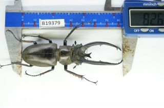 B19379 – Lucanus Planeti Ps.  Beetles – Insects Ha Giang Vietnam 82mm