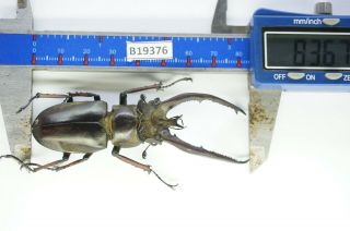 B19376 – – Lucanus,  Lucanide Ps.  ?? Beetles – Insects Ha Giang Vietnam 83mm