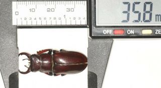 Lucanidae Lucanus Imitator Tibet 35.  8mm