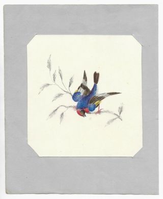Antique Natural History Bird Ornithology Watercolor Painting Folk Art