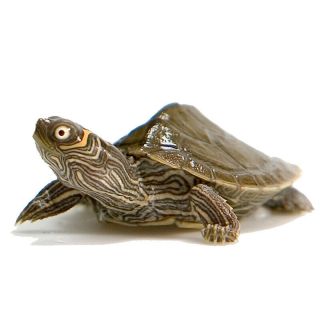 Live Baby Mississippi Map Turtles