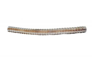 One (1) Real Mako Shark Spinal Column Vertebrae (561 - 400) F9