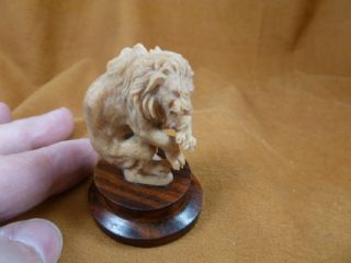 (tb - Lion - 3) Rearing Male Lion Tagua Nut Palm Figurine Bali Carving Love Lions