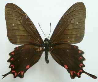 Papilio (mimoides) Lysithous Eupatorion From Argentinia