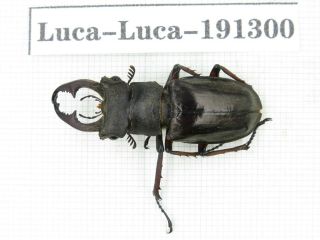 Beetle.  Lucanus Liupengyui.  China,  Tibet,  Motuo County.  1m.  191300.