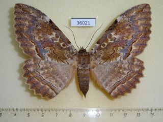 36021p Noctuidae Thysania Zenobia F Dominicana
