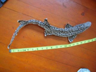 Real Stuffed Shark/taxidermy/jaw/jaws/teeth/fish/sharks/skeleton/fish/mount