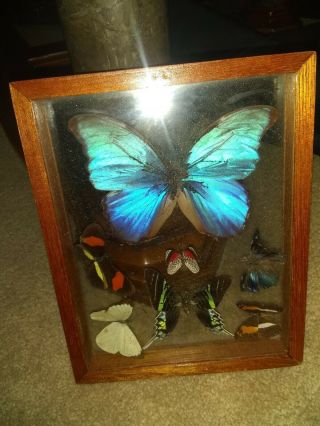 7 " Real Vintage Butterfly Morpho Godarti Taxidermy