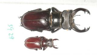 Lucanidae Lucanus Langi 59 29mm Tibet