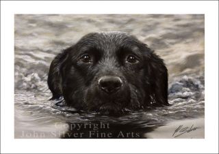 Black Labrador Dog Portrait By John Silver.  Signed A4 Or A3 Size Print Bl003sp