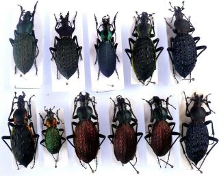 Coleoptera Mixed Beetles Carabidae Carabus Coptolabrus