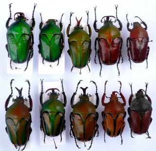 Coleoptera Cetoniidae Mecynorrhina Eudicella Goliathus Dicronorrhina