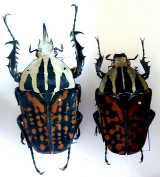 Insect Coleoptera Cetonidae Goliathini Goliathus Mecynorrhina Oberturi Decorata