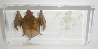 Greater Bamboo Bat And Bat Skeleton In Clear Block Education Animal Specimen