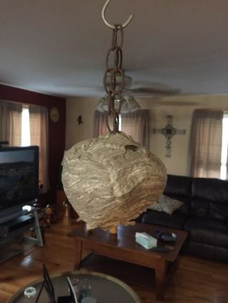 Very Cool Real Hornets Nest.  Built Around Chain.  Taxidermy.