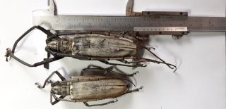 Monster Cerambycidae : Batocera Hercules 86mm,  Buton Island,  Pair,  Indonesia.