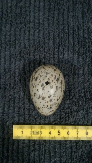 Taxidermy Blown Egg Of " Laughing Gull (leucophaeus Atricilla) "