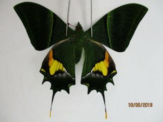 Pa2988.  Unmounted Butterflies:teinopalpus Imperialis.  Central Vietnam.  Over 2000m