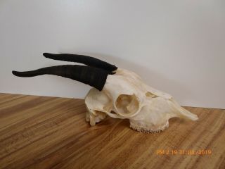 Nanny Goat Skull With Dark Horns Taxidermy Hunting Gothic Bone Crafts Art