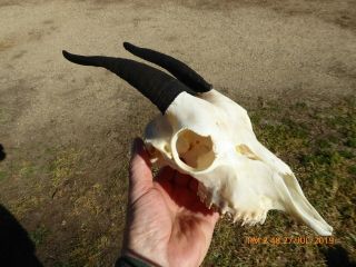 NANNY GOAT SKULL with dark horns taxidermy hunting gothic bone crafts art 2