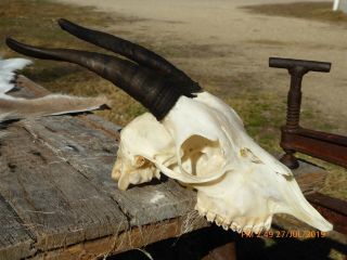 NANNY GOAT SKULL with dark horns taxidermy hunting gothic bone crafts art 3