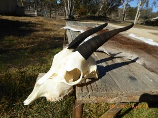 NANNY GOAT SKULL with dark horns taxidermy hunting gothic bone crafts art 5
