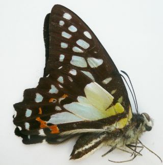 Graphium Procles From Mt.  Kinabalu,  Sabah,  North Borneo,  Endemic,  Rare,