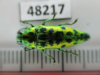 48217 Buprestidae,  Chrysochroa Sp?.  Vietnam South
