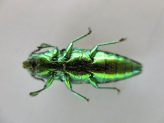 48217 Buprestidae,  Chrysochroa sp?.  Vietnam South 2