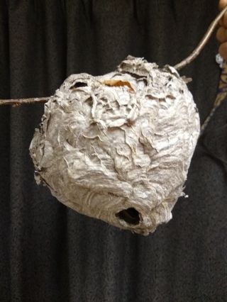Bald Faced Hornets Nest For Taxidermy Or Decor