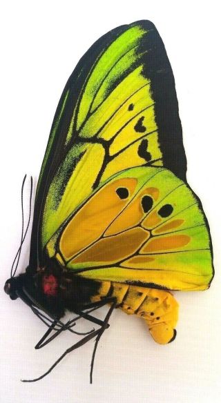 Butterfly Ornithoptera Goliath Procus,  A1.  From Seram Is - Indonesia