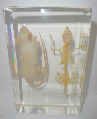 White Mouse & Skeleton Set Laboratory Rat Rattus Norvegicus Education Specimen
