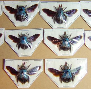Blue Carpenter Bee Xylocopa Caerulea 10 Adult Specimens