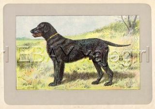 Dog Curly - Coated Retriever,  Rare Antique 100 - Year - Old French Dog Print