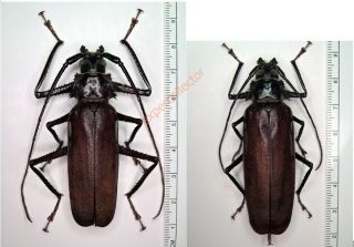 Cerambycidae - Macrotoma Sp Pair From Gabon Kj449