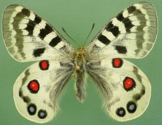 Parnassius Imperator Musageta Male Form From Ping An,  Qinghai,  China