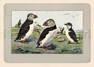 Bird Puffin & Little Auk,  Rare Antique 100 - Year - Old French Bird Print - -
