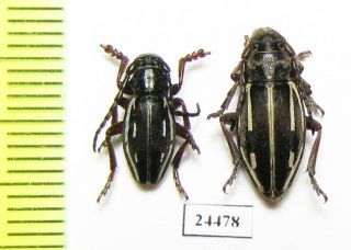 Cerambycidae,  Dorcadion Anatolicum,  Pair,  Turkey,  Isparta Prov.