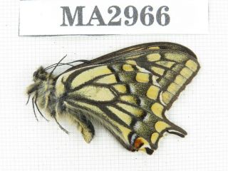 Butterfly.  Papilio Machaon Ssp.  China,  Tibet,  N Of Qamdo.  1m.  Ma2966.