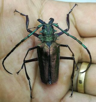 Cerambycidae/prioninae Psalidognathus Superbus Male 42mm San Martin - Peru