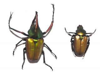 Cetoniidae.  1 Pair Theodosia Antoinei.  West Kalimantan (8)