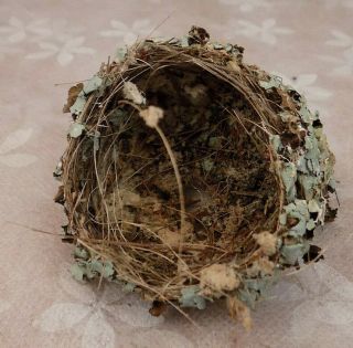 Real Bird Nest - Ruby Throat Humming Bird,  Fell From Apple Tree