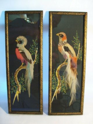 Vintage Set Of 2 Mexican Real Bird Feathers Art Framed With Glass 1940 