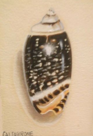 Listed Artist - Fine - Lee Caltagirone Miniature Oil Painting Sea Shell