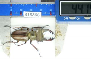 B18866 - Lucanus Pulchellus Ps.  Beetles – Insects Yen Bai Vietnam 44mm