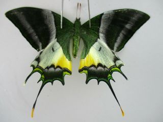 Pa4762.  Unmounted Butterflies: Teinopalpus Imperialis.  North Vietnam.  Yen Bai