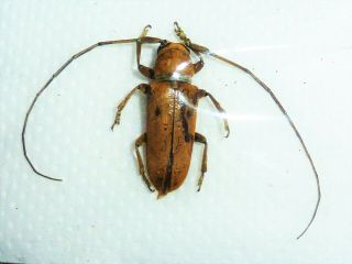 Very Rare Cerambycidae Alphitopola Sp (prosopocera) Male Cameroon