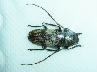 Very Rare Cerambycidae Prosopocera Hintzi Female Cameroon