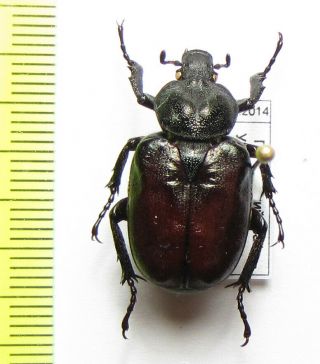 Trichiinae,  Osmoderma Caeleste,  Female,  Russia,  Far East