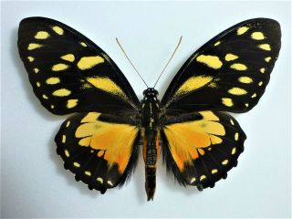 Fantastic Papilio Ascolius Sp Yellow Male Papilioniidae Papilionidae Colombia